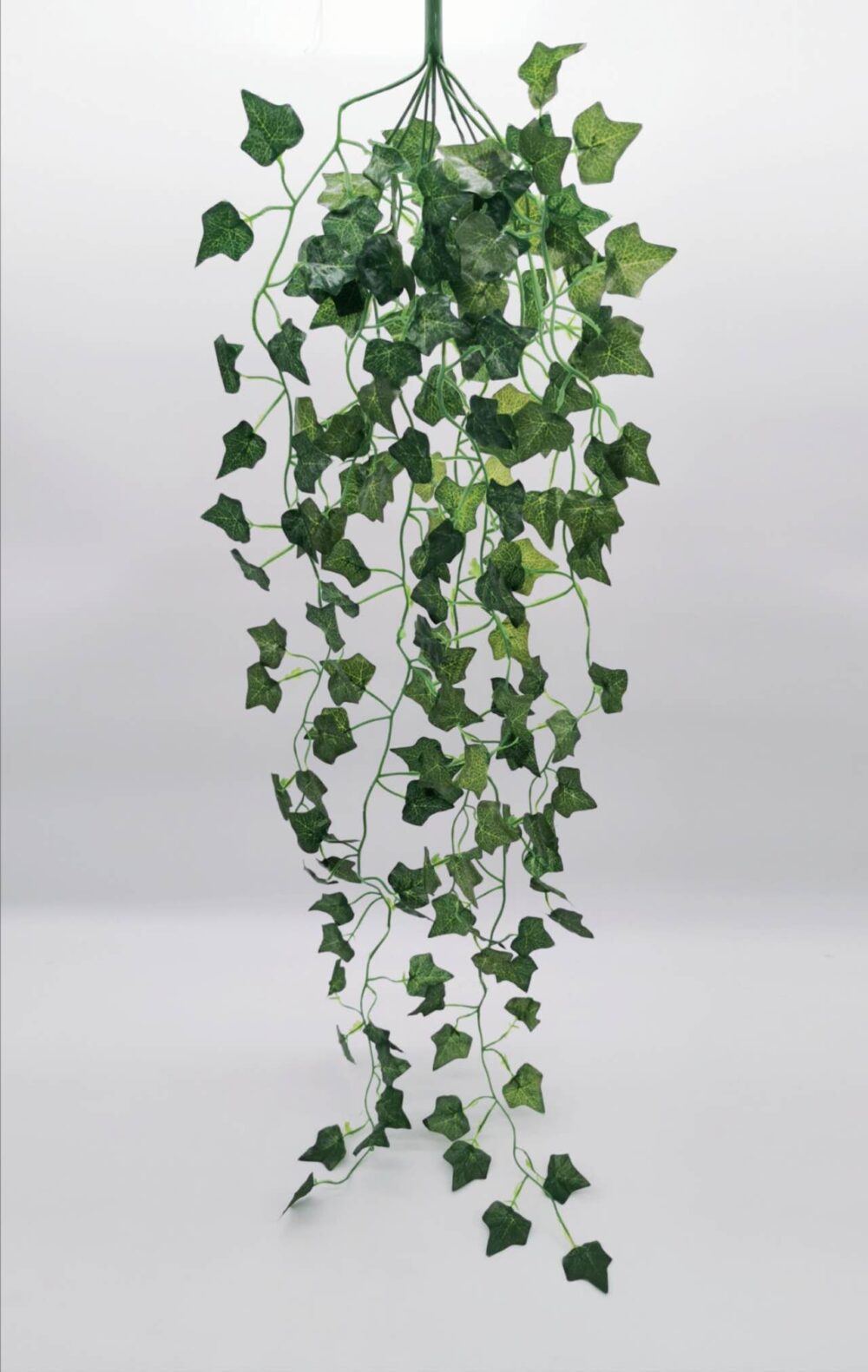 Ivy Trailing Green (More than 24=1.25 Each Before VAT) – Wholesale ...