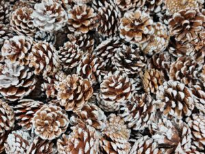 5-7cm Pine Cones Natural/Snowy 900g/bag (More than 5 bags=£2.50 per bag)