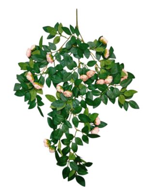 60cm Trailing Mini Rose Bush Light Pink (More than 12pcs=£1.35 Each)