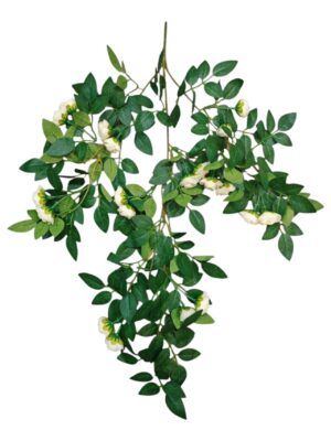 60cm Trailing Mini Rose Bush Ivory (More than 12pcs=£1.35 Each)