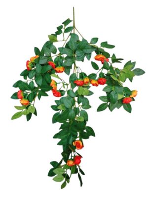 60cm Trailing Mini Rose Bush Red/Orange (More than 12pcs=£1.35 Each)