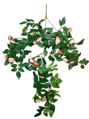 60cm Trailing Mini Rose Bush Two Tone Pink (More than 12pcs=£1.35 Each)