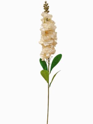 Delphinium Champagne (24pcs or more = £1.00 each)
