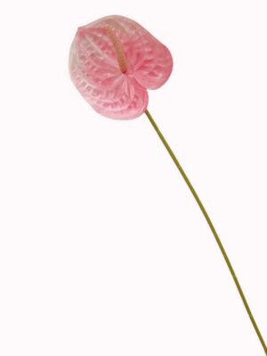 60cm Anthurium Pink (More than 24pcs=45p each)