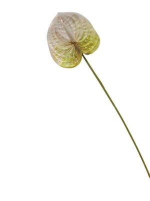 60cm Anthurium Ivory & Pale Sage Green with Blush Pink Veins (More than 24pcs=45p each)