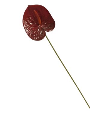 60cm Anthurium Dark Red (More than 24pcs=45p each)