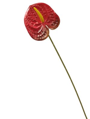 60cm Anthurium Red (More than 24pcs=45p each)