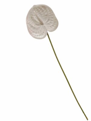 60cm Anthurium White (More than 24pcs=45p each)