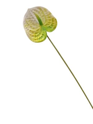 60cm Anthurium Ivory & Lime Green (More than 24pcs=45p each)