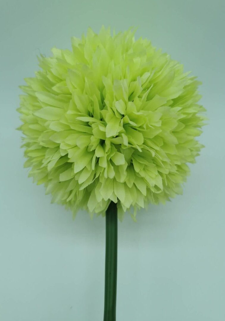 Allium Green 1
