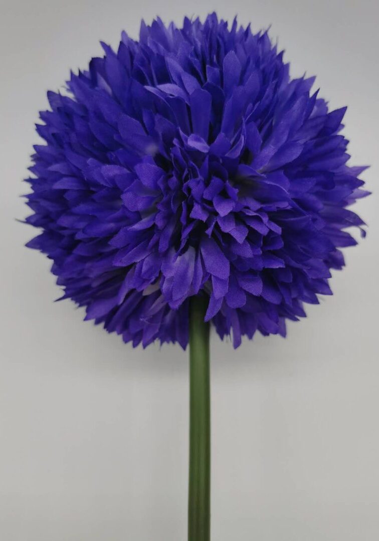 Allium Purple