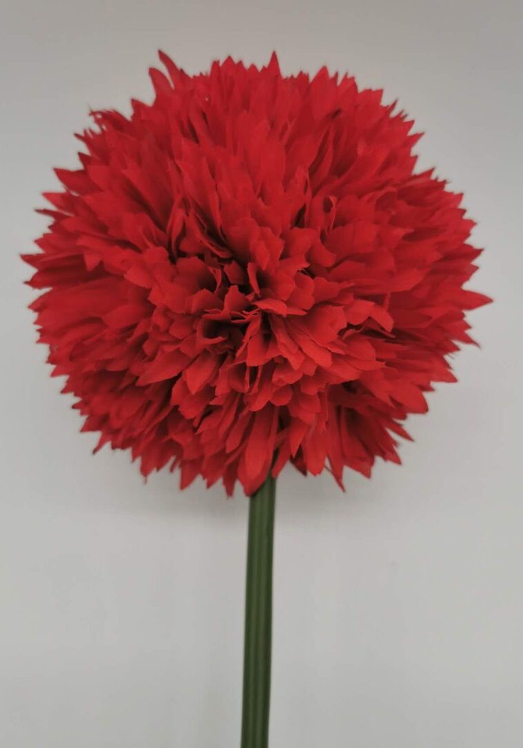 Allium Red 1