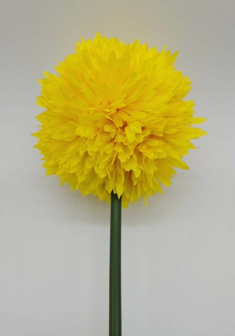 Allium Yellow 1