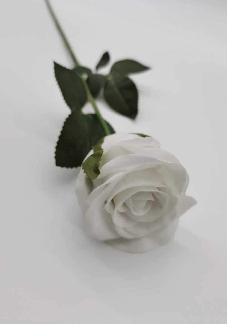 Lover Rose White 1