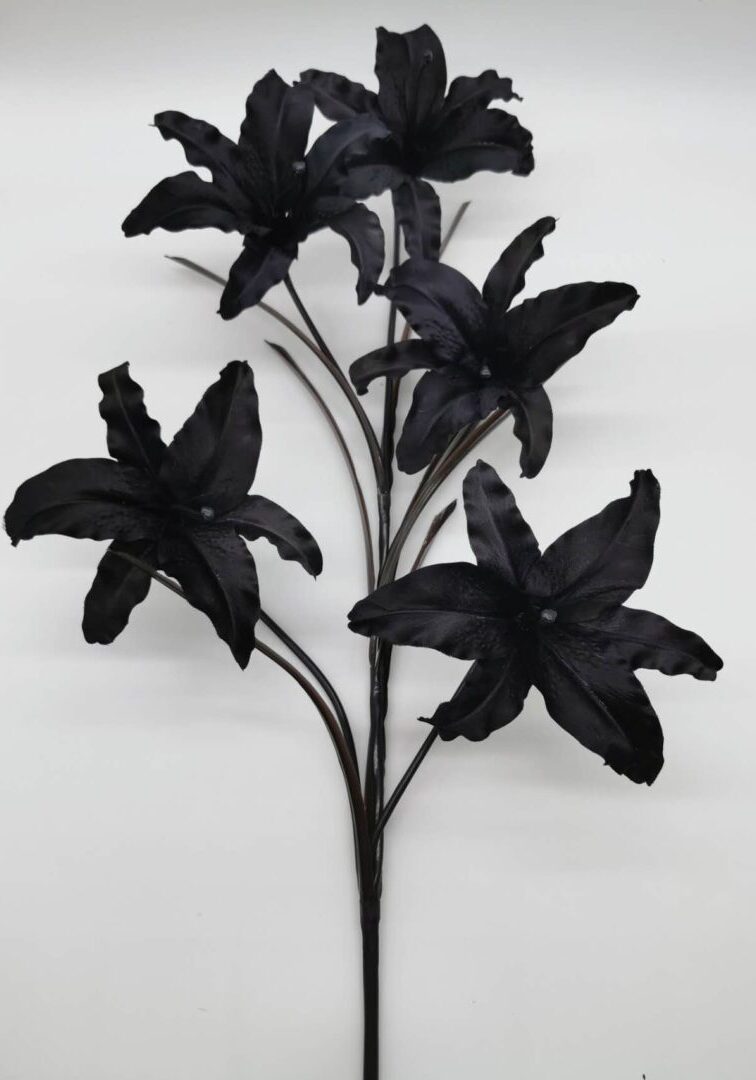 Open Lily Black 1