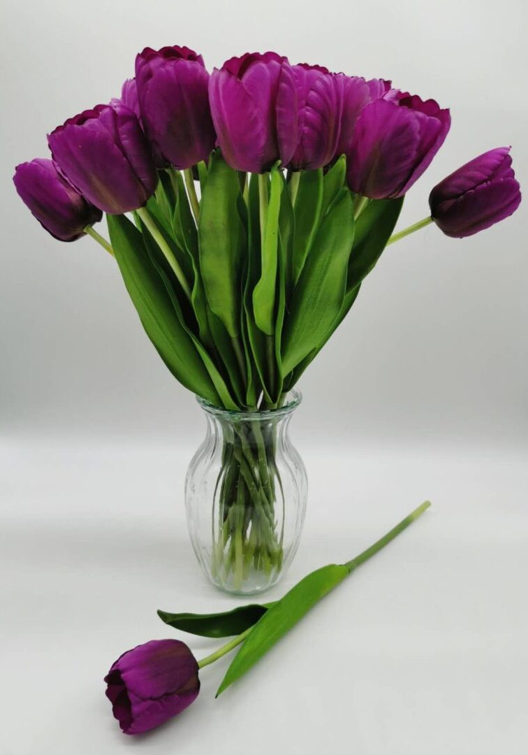 TULIP PURPLE