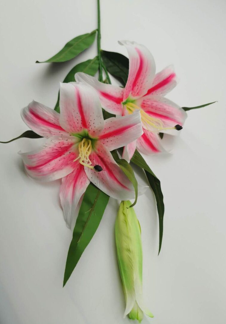 Tiger Lily White Pink