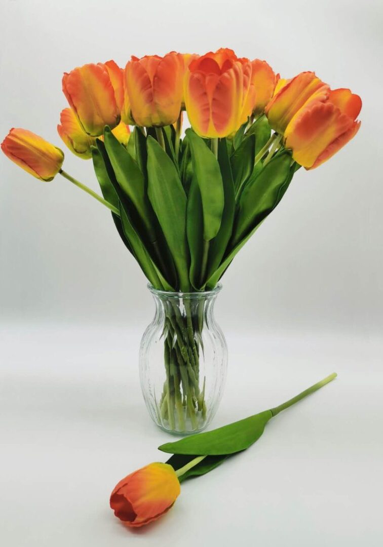 real Orange Tulip